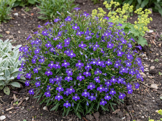 Basket Dark Blue Lobelia