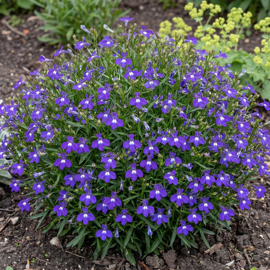 Basket Dark Blue Lobelia