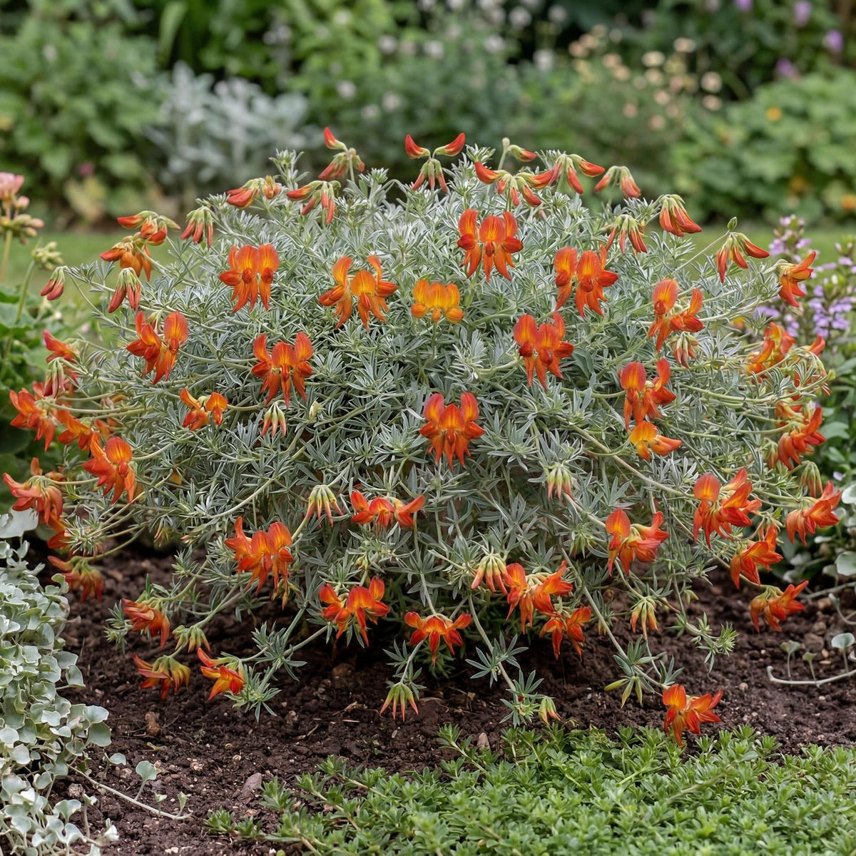 Amazon Sunset Parrot's Beak spills fine silvery green foliage over pot rims and hanging basket edges