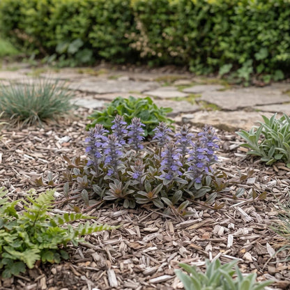 Chocolate Chip Bugleweed