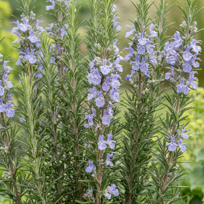 Barbecue Rosemary