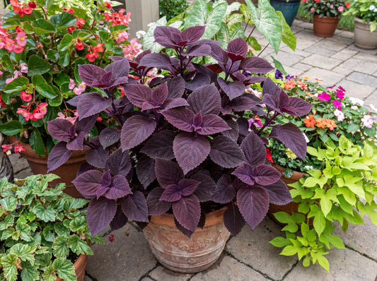Dark Star Coleus