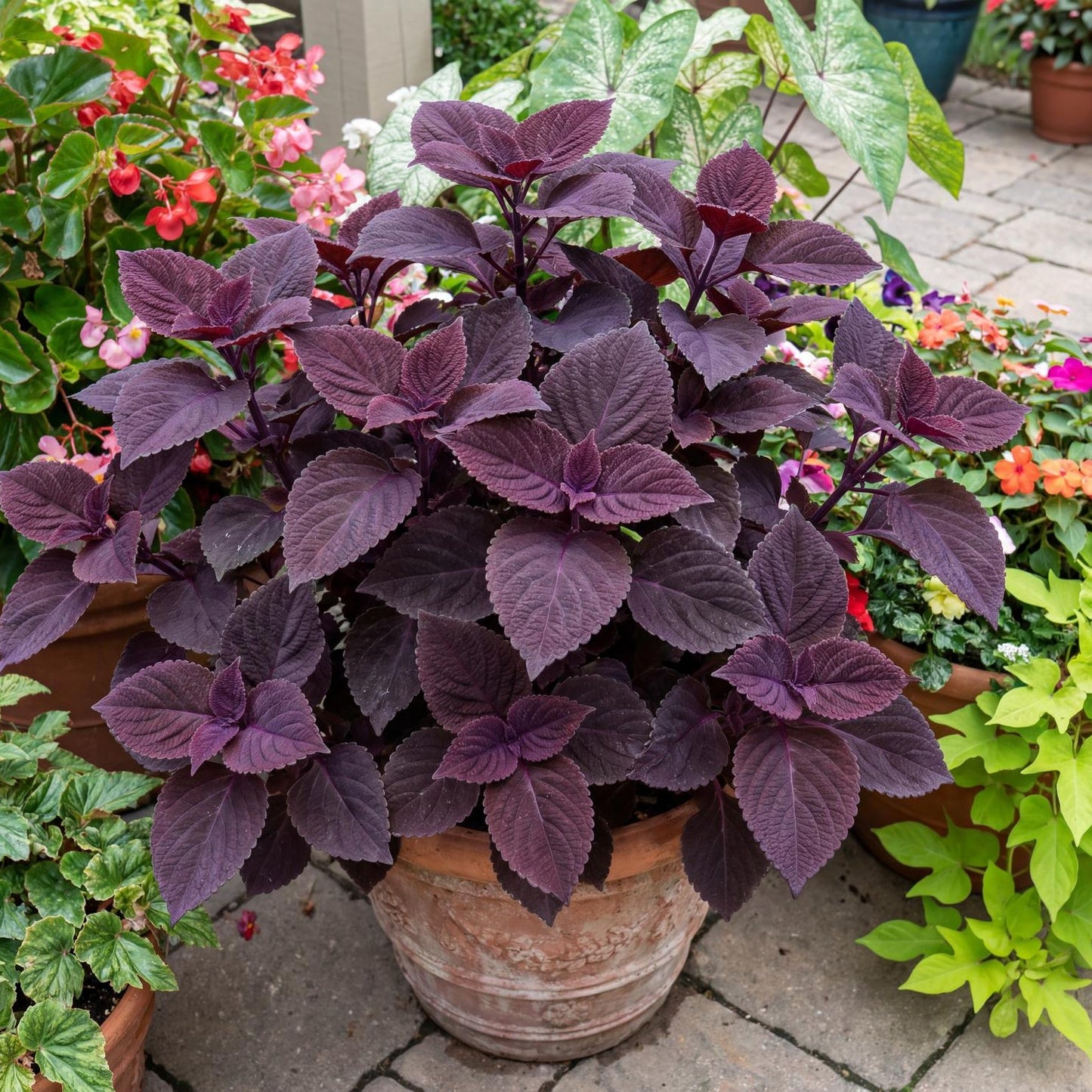 Dark Star Coleus in a 4-inch pot, deep purple-black leaves on a compact mounding plant for shady spots