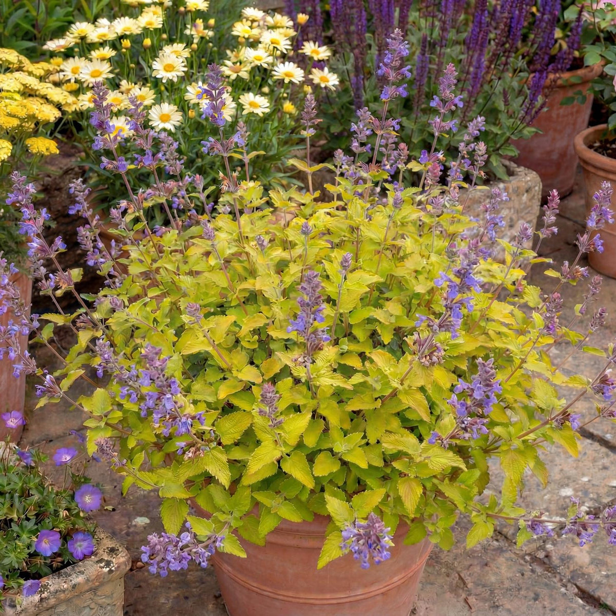 Chartreuse on the Loose Catmint