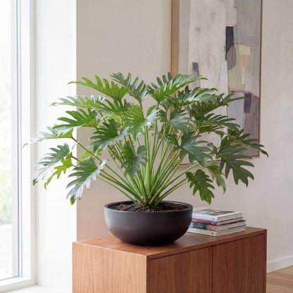 Xanadu Philodendron