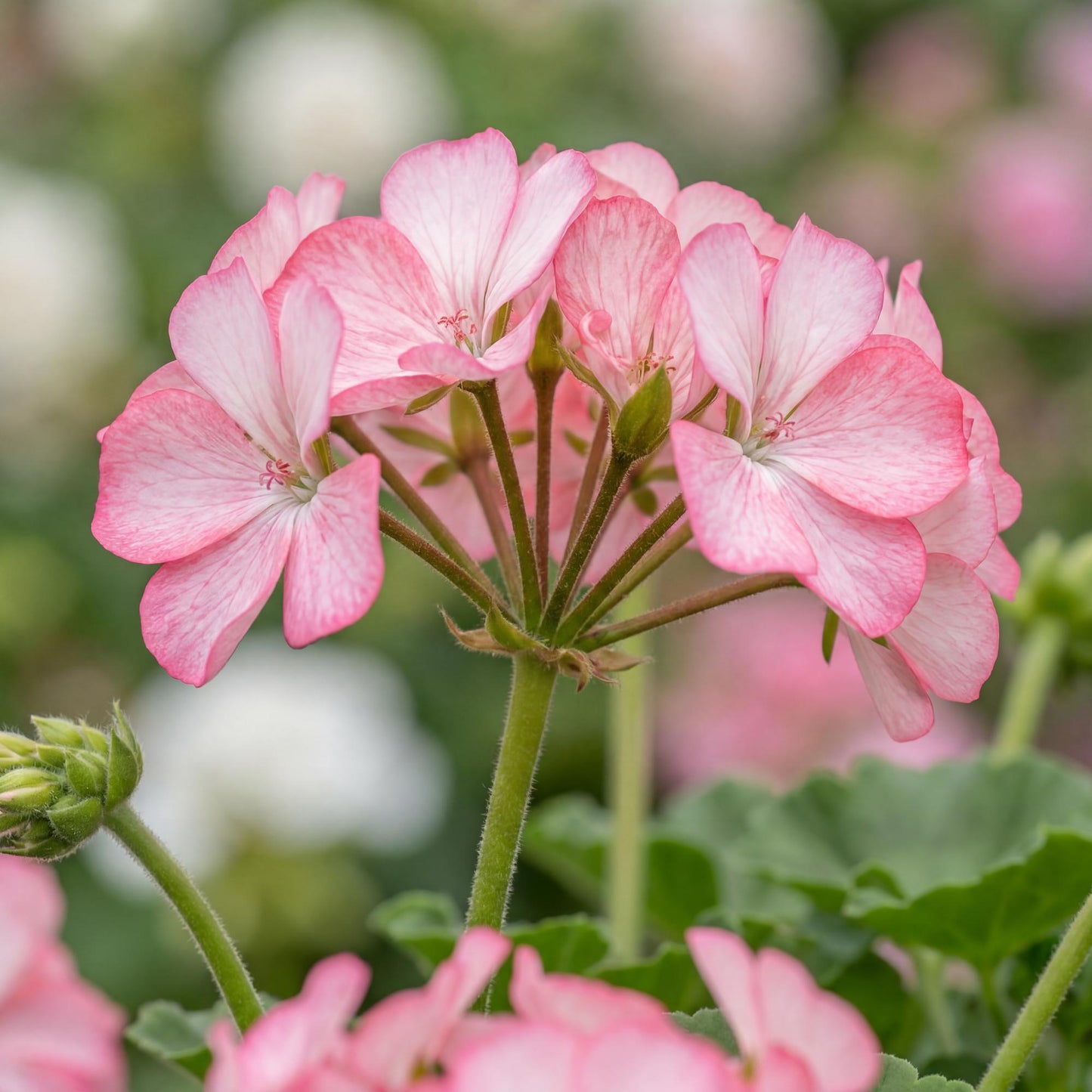 Tango Strawberry Ice Geranium
