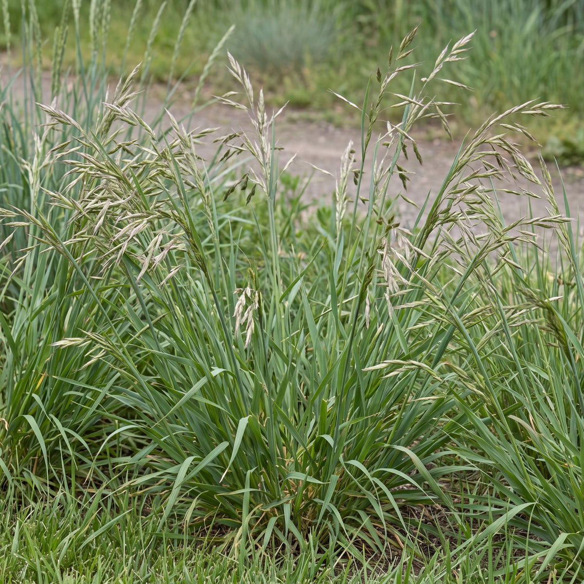California Brome