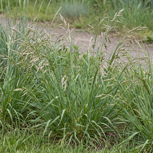 California Brome