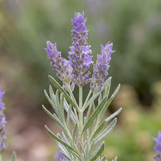 Phenomenal Lavender