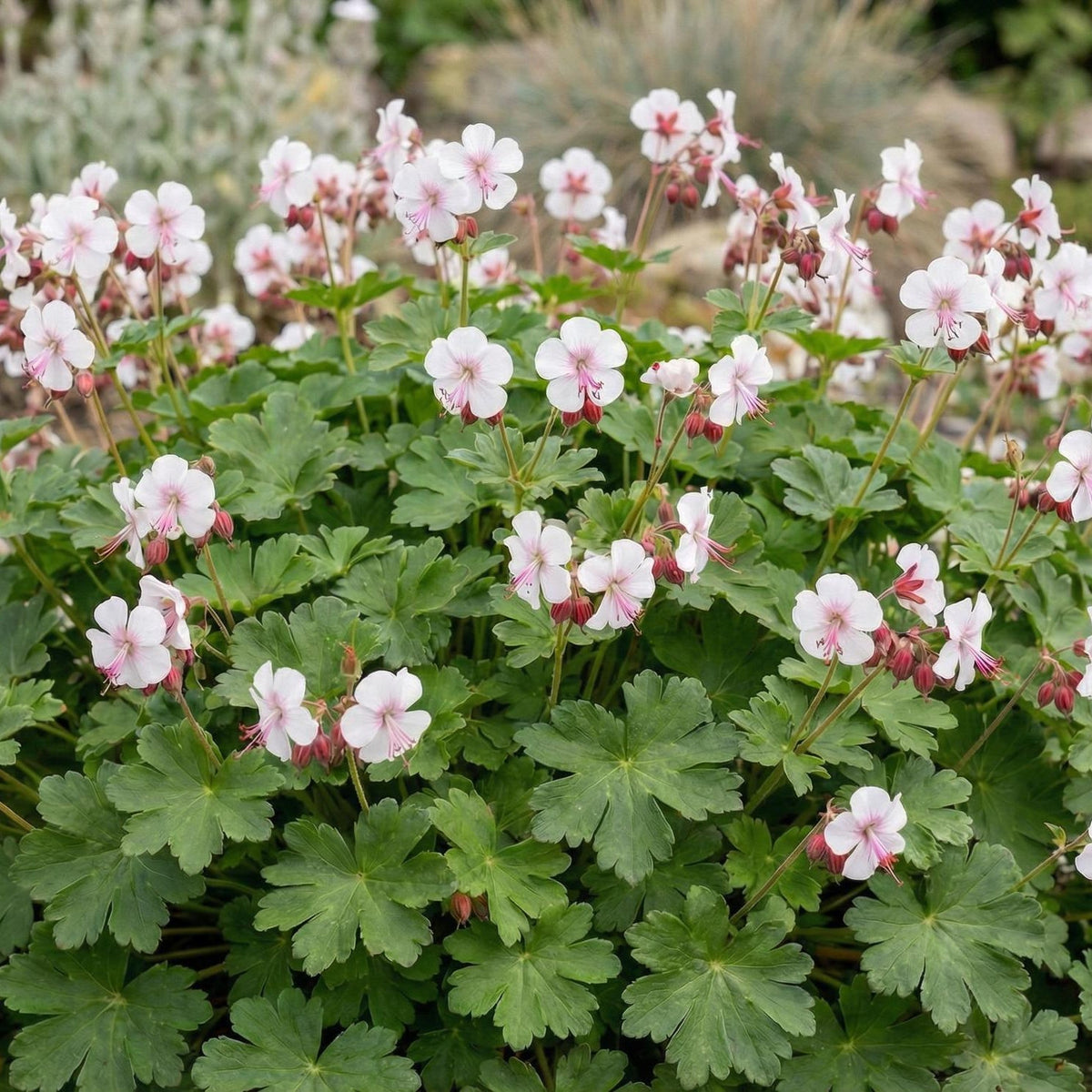 Cranesbill Biokovo True Geranium