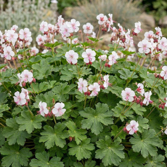 Cranesbill Biokovo True Geranium
