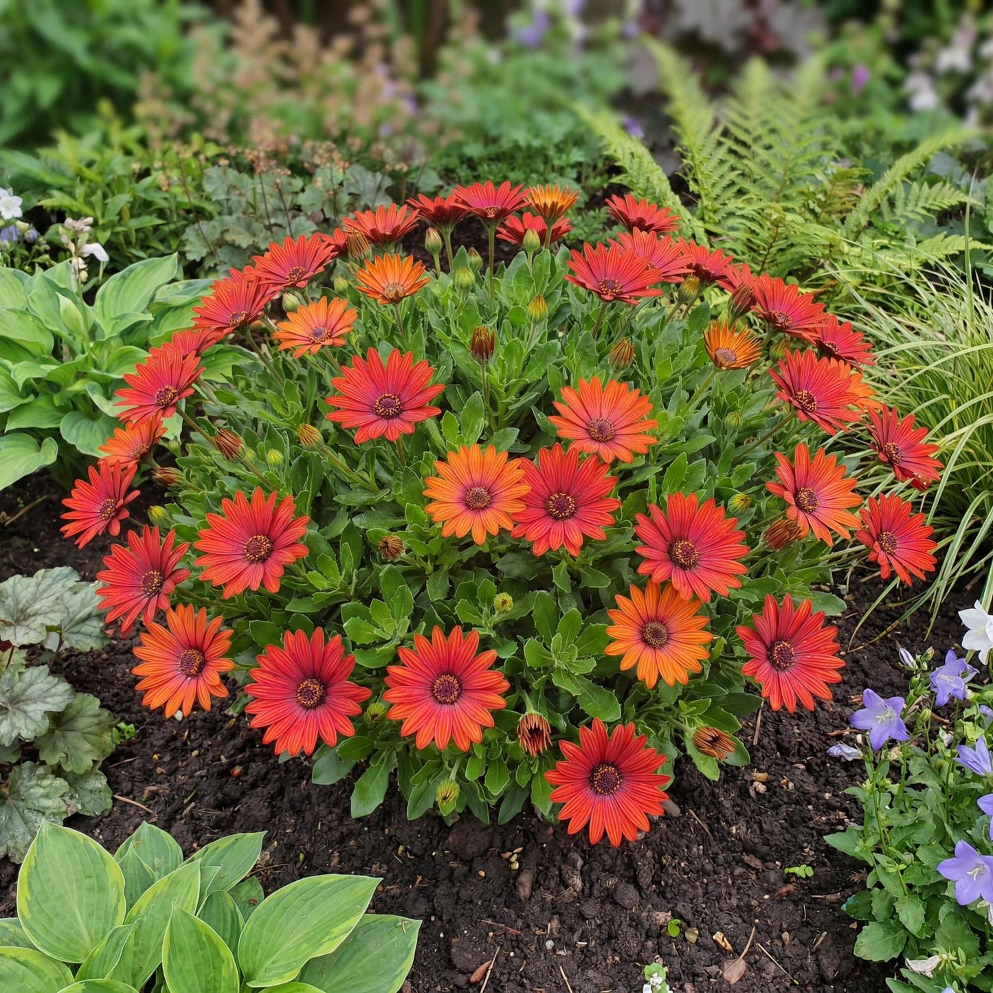 Sangria Red African Daisy Summersmile