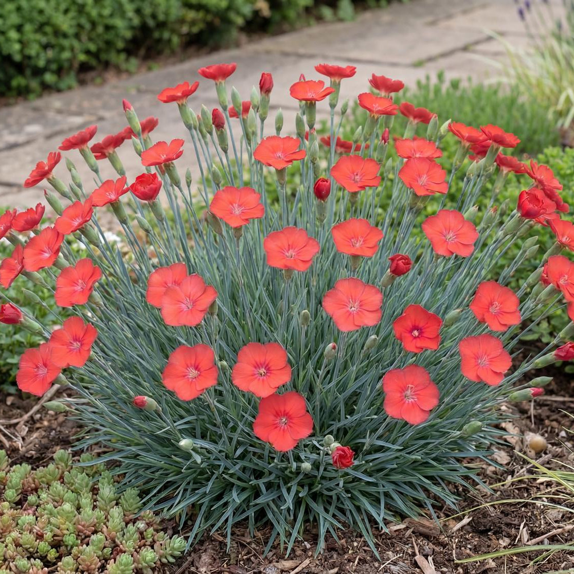 Orange Meringue Dianthus stays compact, 6 to 12 inches tall and wide, for edging and container fronts