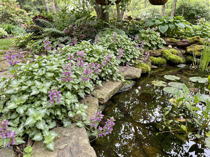 Aureum Lamium
