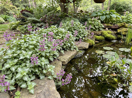 Aureum Lamium