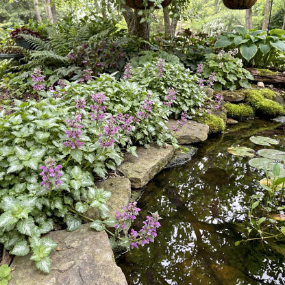 Aureum Lamium