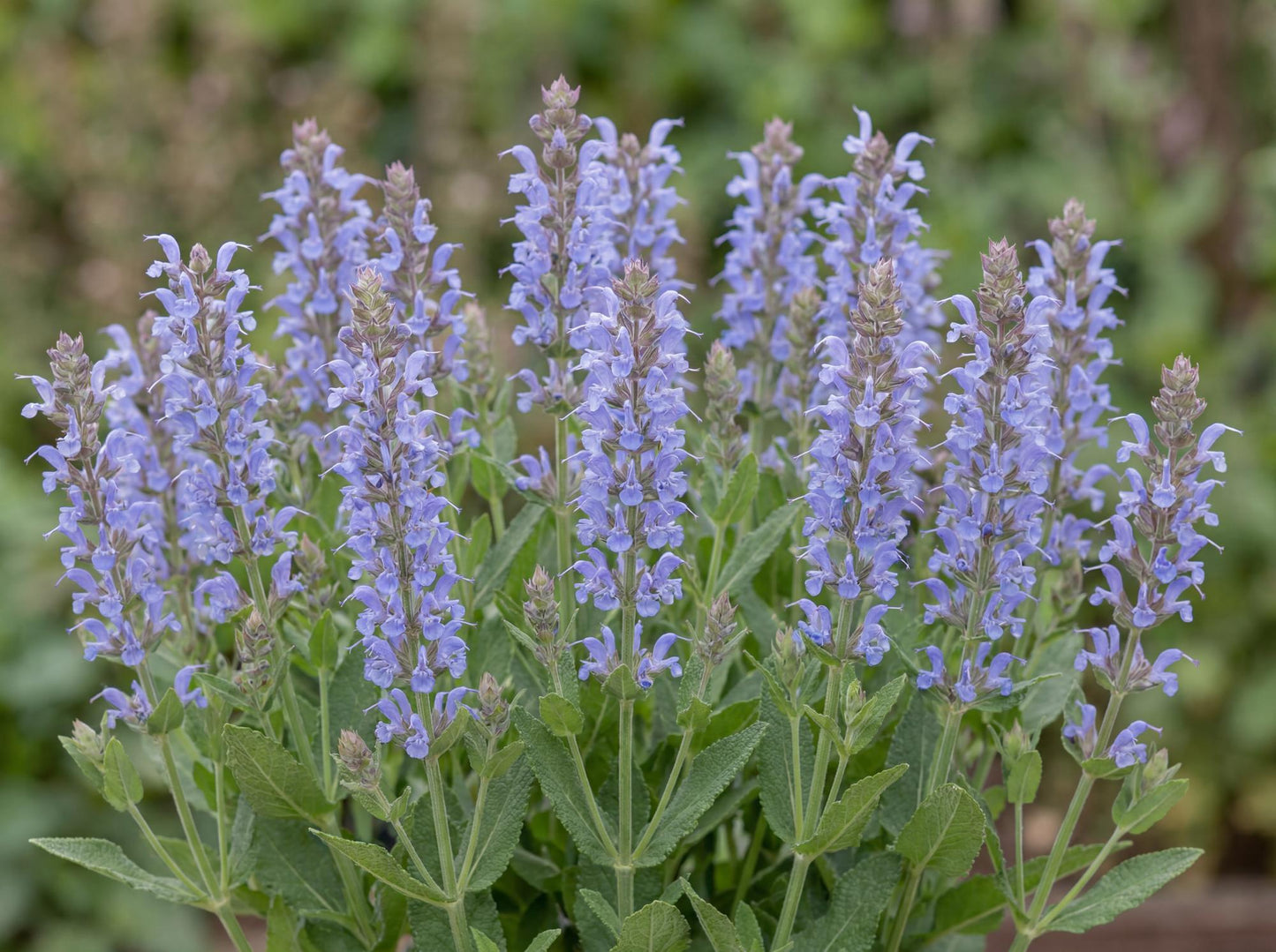 Bumblesky Salvia