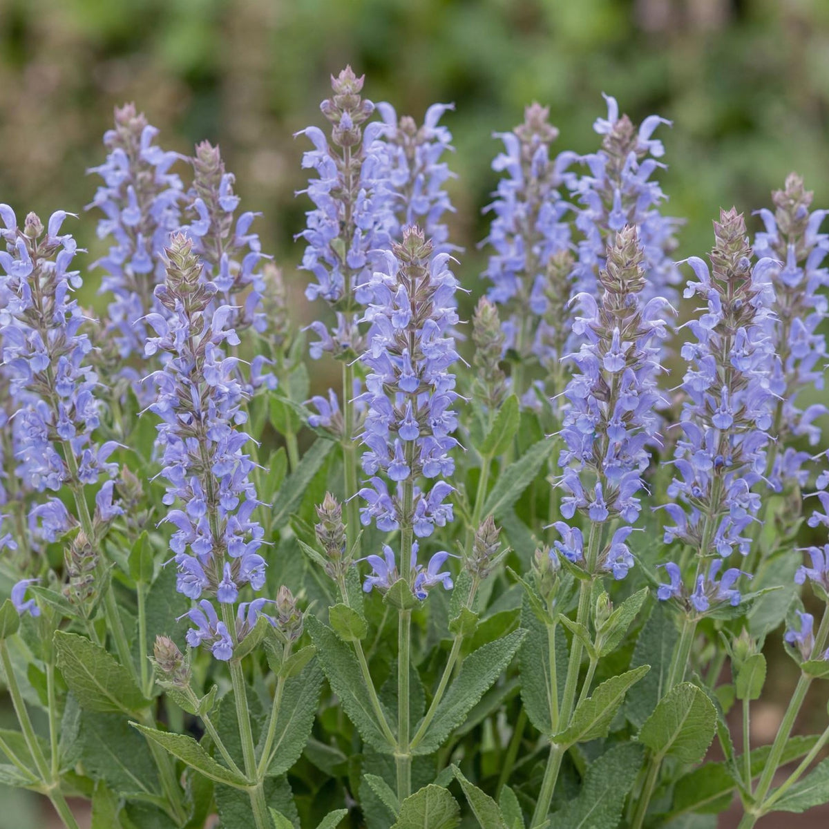 Bumblesky Salvia