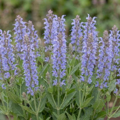 Bumblesky Salvia