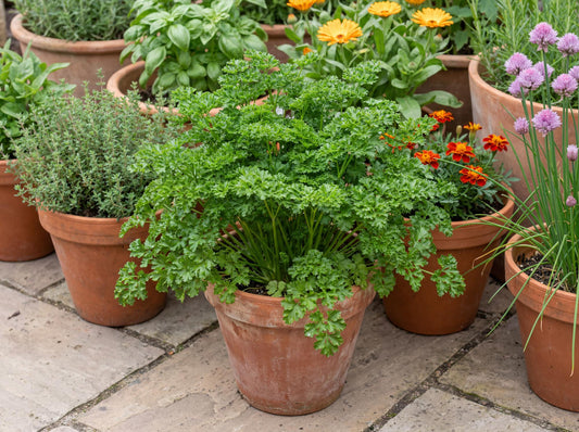 Grune Perle Curled Parsley