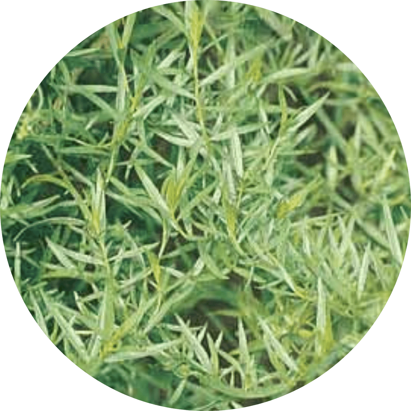 French Tarragon (Herb)