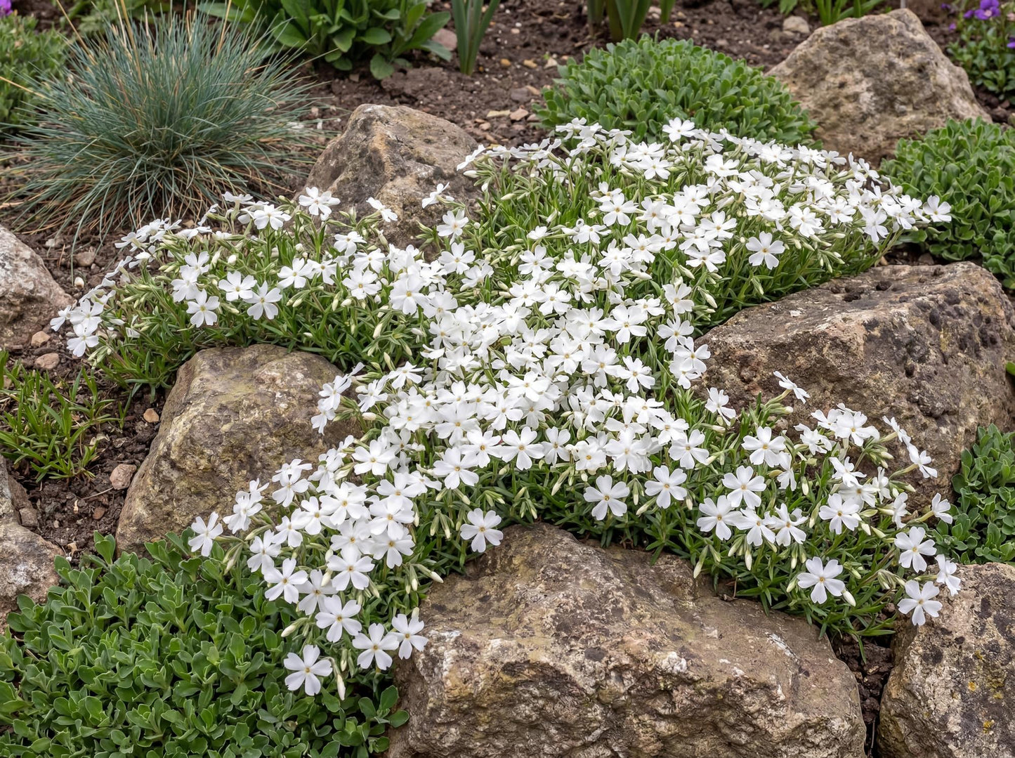 Snowflake Phlox