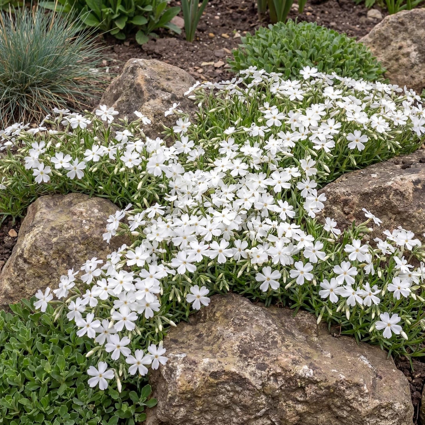 Snowflake Phlox