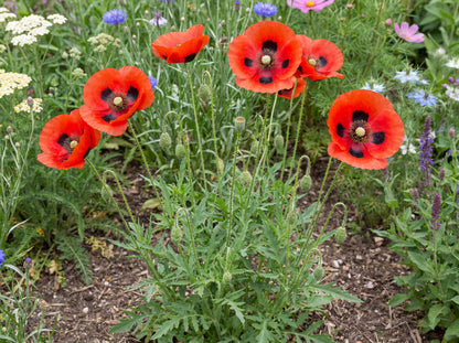 Ladybird Poppy