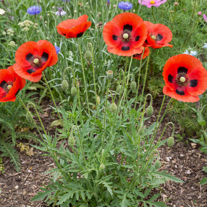 Ladybird Poppy