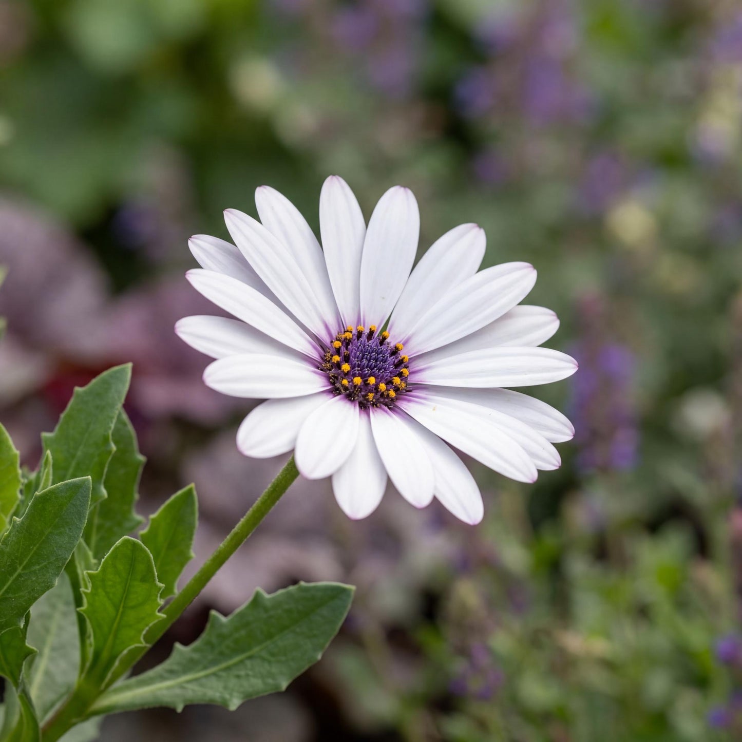 White African Daisy Summersmile