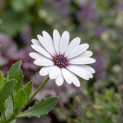 White African Daisy Summersmile