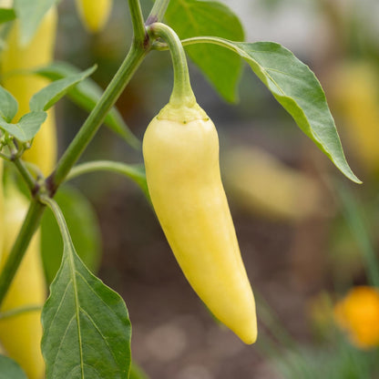 Sweet Banana Pepper
