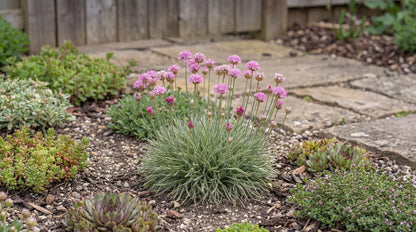 Nifty Thrifty Sea Thrift Armeria