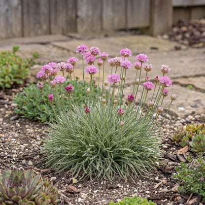 Nifty Thrifty Sea Thrift Armeria