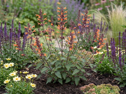 Sunrise Orange Agastache