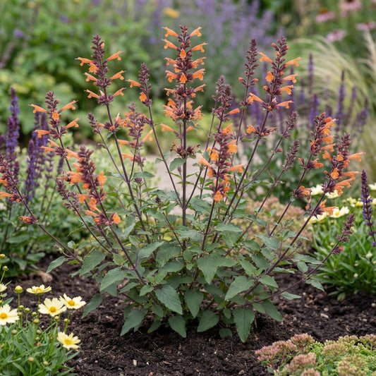Sunrise Orange Agastache