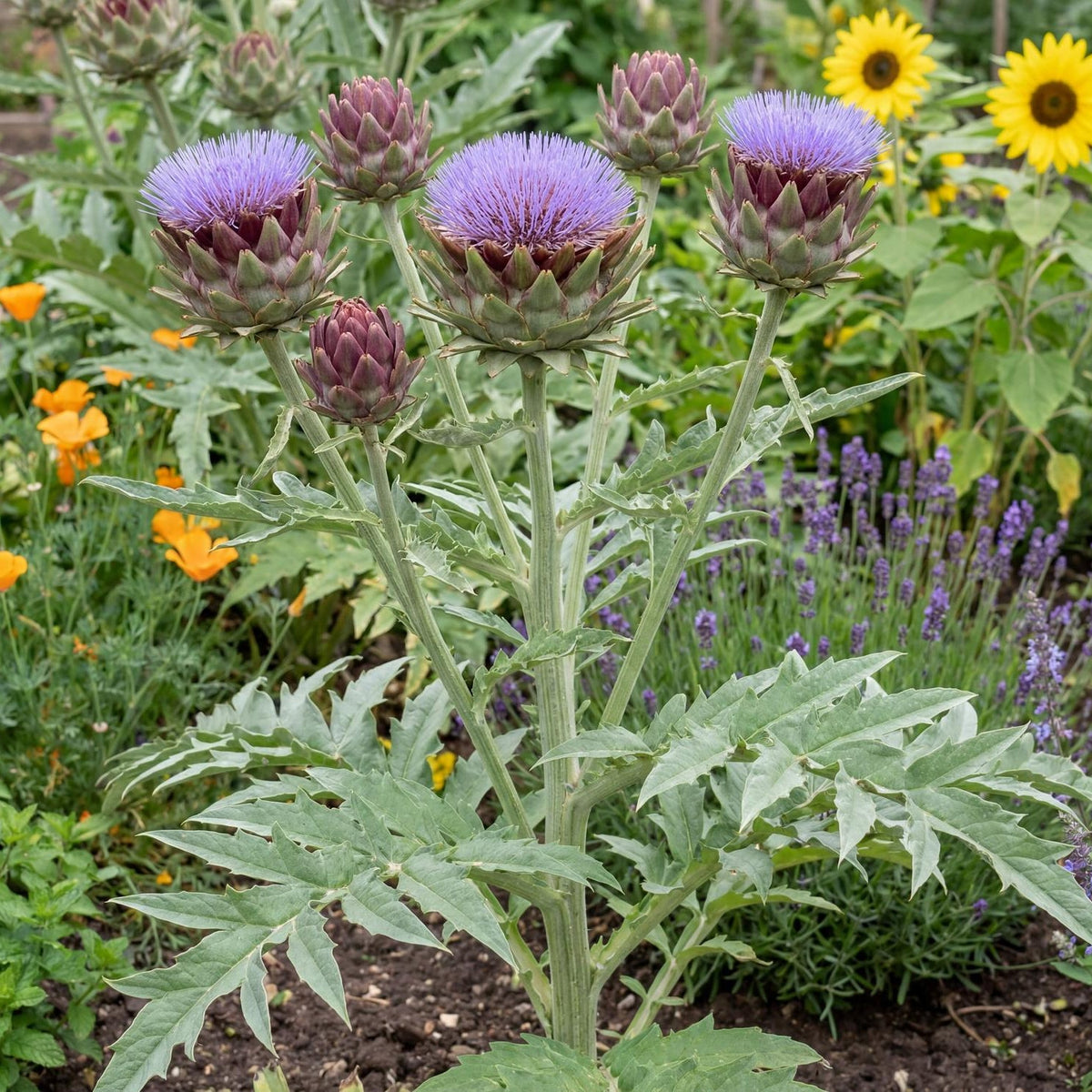 Tavor Artichoke