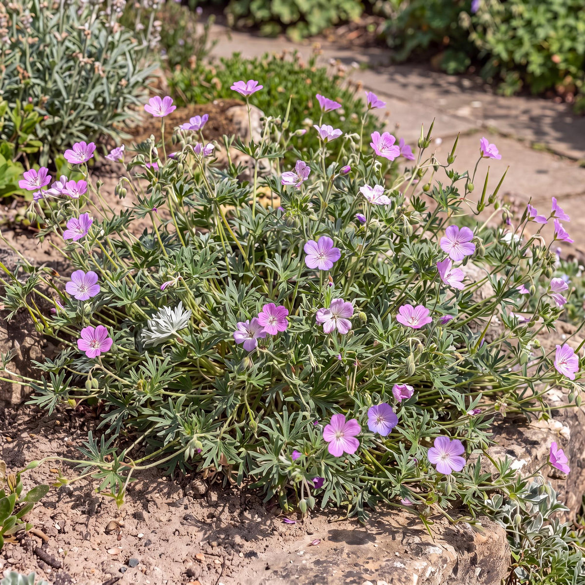 Geranium incanum in a 4-inch pot, finely divided silvery green foliage spreading into an airy mound