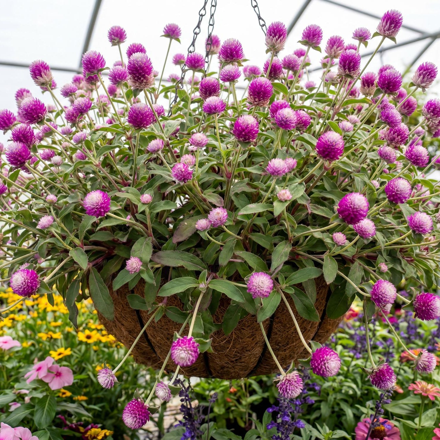 Purple Bachelor's Button in a 4-inch pot, its rounded purple globe flowers held above compact green mounds.