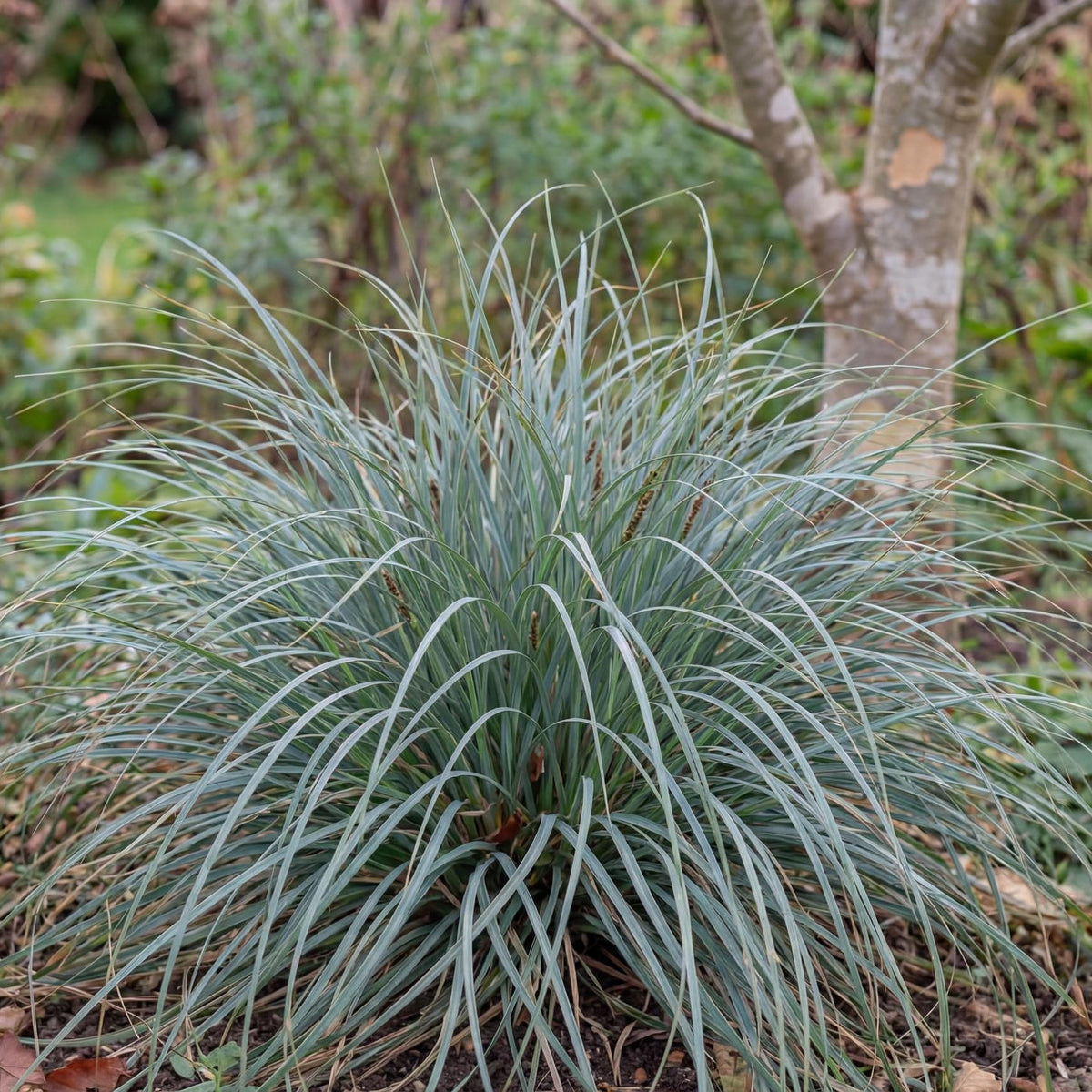 Flacca Carex