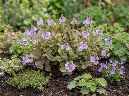 Waterperry Blue Speedwell