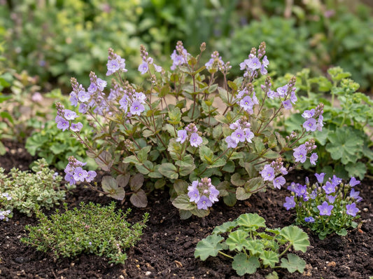 Waterperry Blue Speedwell