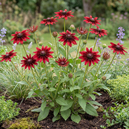 Cherry Brandy Rudbeckia