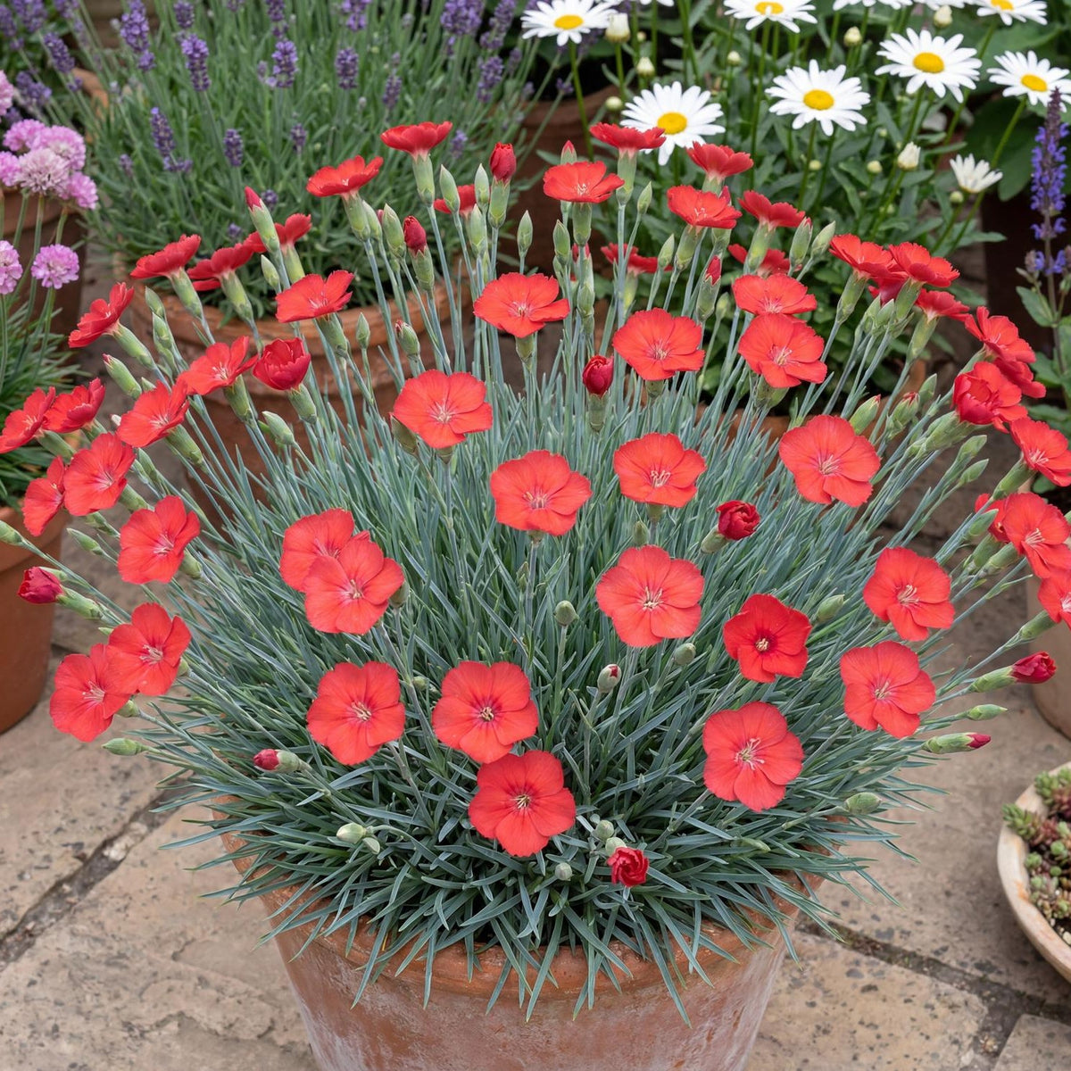 Orange Meringue Dianthus in a 4-inch pot, ruffled double orange blooms above narrow blue-green foliage