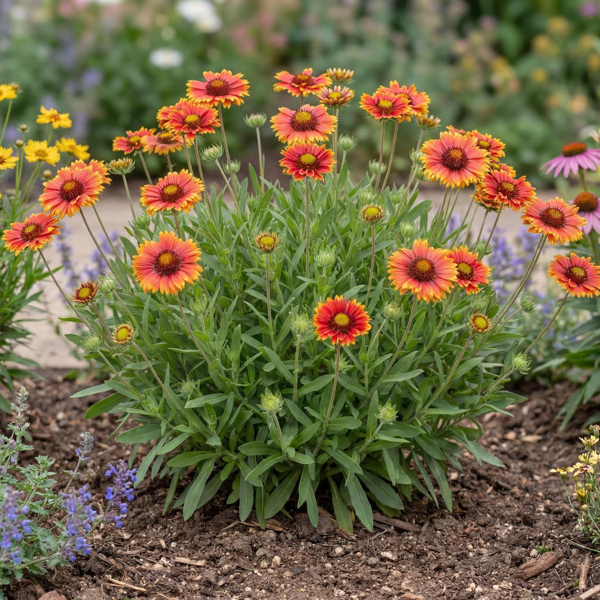 Red Sun Buddies Gaillardia