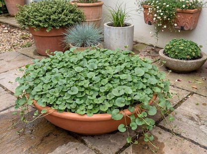 California Ponysfoot Dichondra