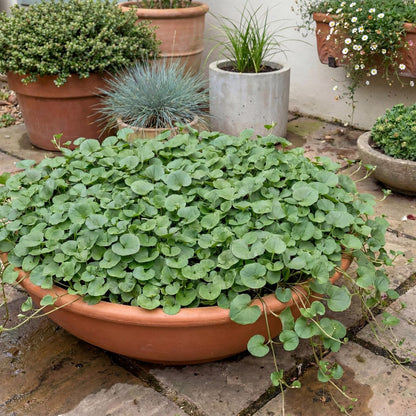 California Ponysfoot Dichondra