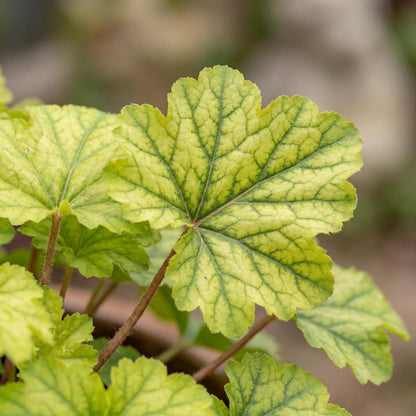 Kira Green Tea Heuchera