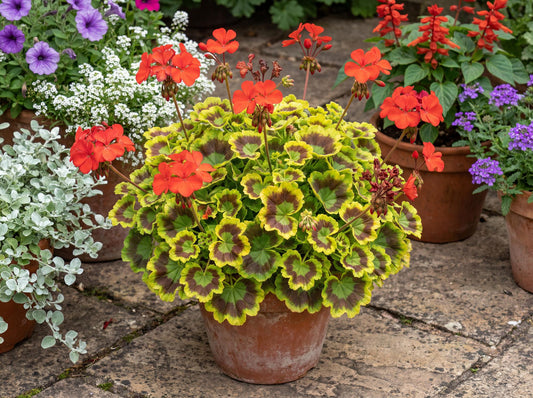 Occold Shield Geranium