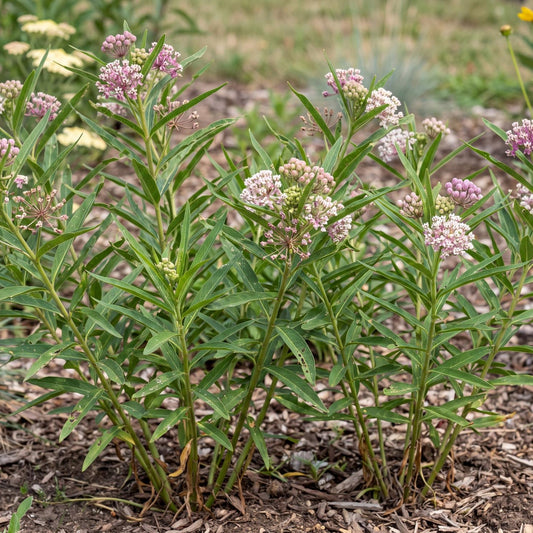 Narrowleaf Milkweed